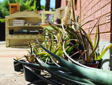 Cuttings of aloe and other fleshy-leaved succulents in small pots.
